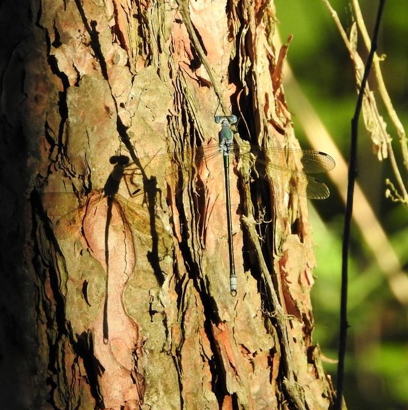 Photo of Amber-winged Spreadwing