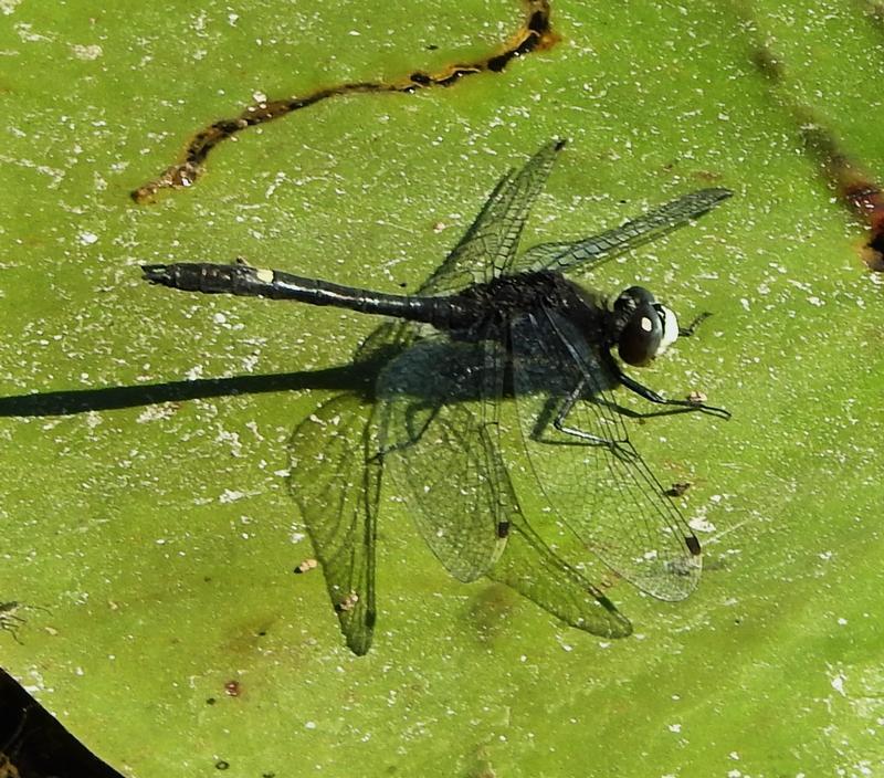 Photo of Dot-tailed Whiteface