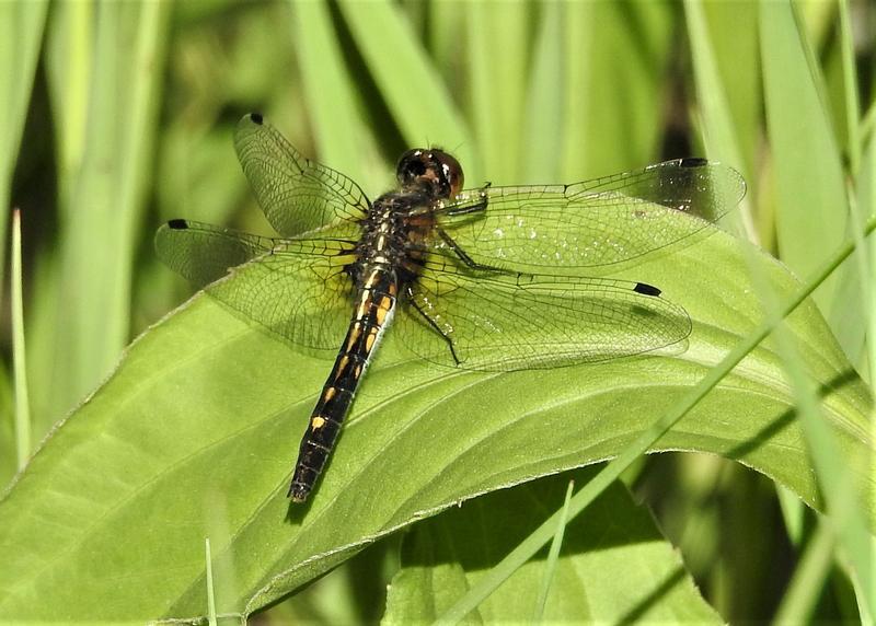 Photo of Dot-tailed Whiteface