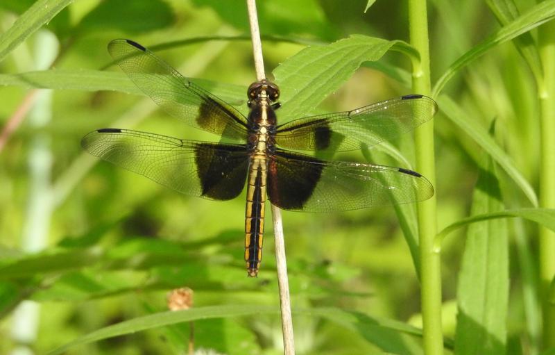 Photo of Widow Skimmer