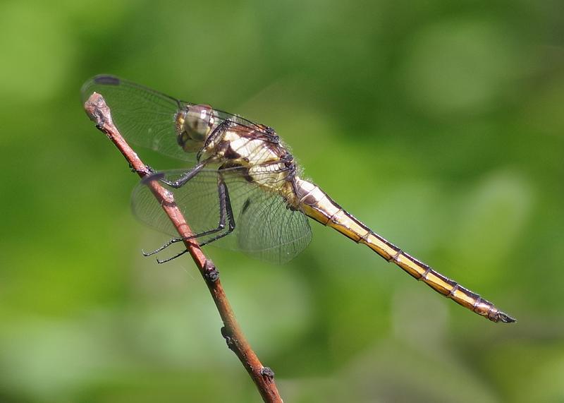 Photo of Slaty Skimmer