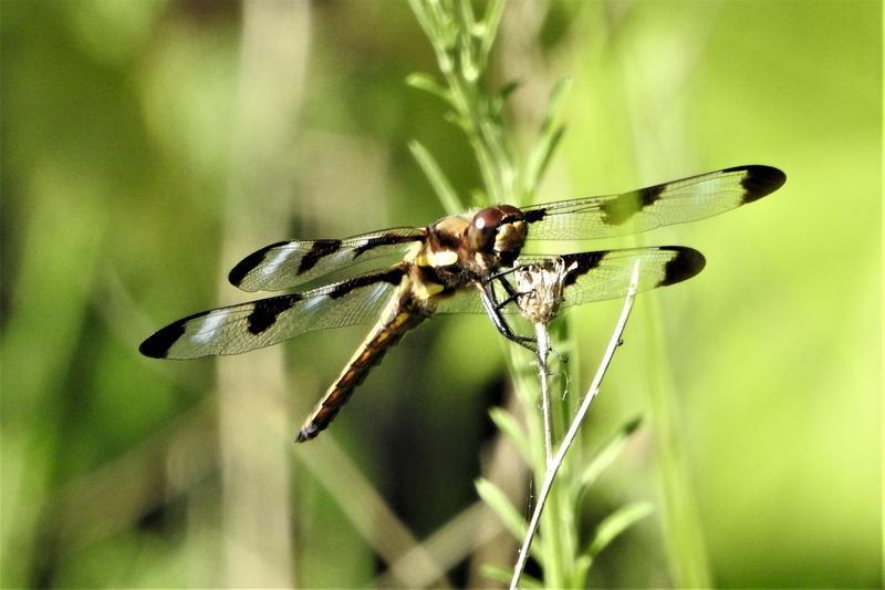 Photo of Twelve-spotted Skimmer