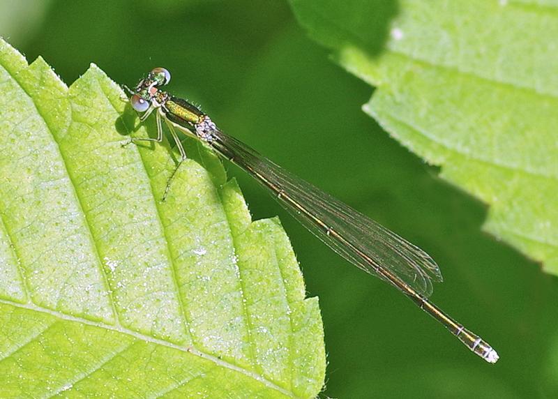 Photo of Sedge Sprite