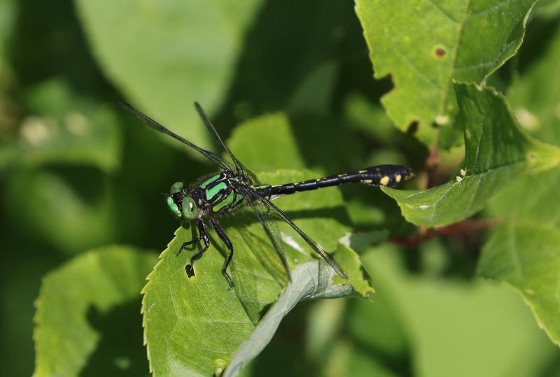 Photo of Pygmy Snaketail