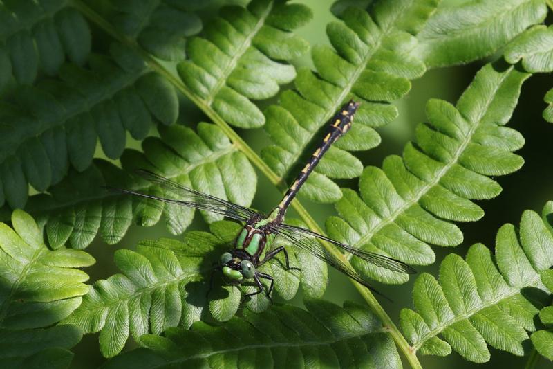 Photo of Riffle Snaketail