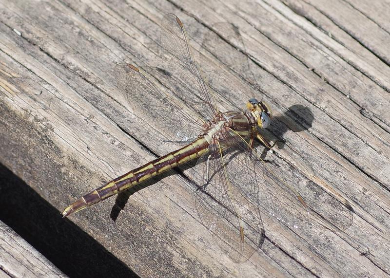 Photo of Dusky Clubtail