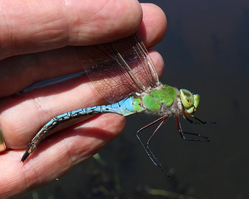 Photo of Common Green Darner