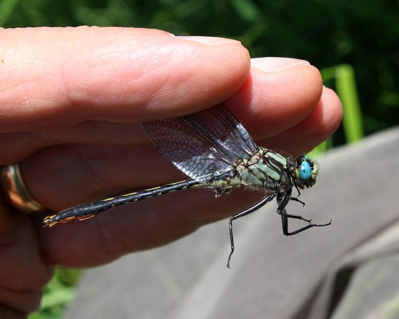 Photo of Lilypad Clubtail
