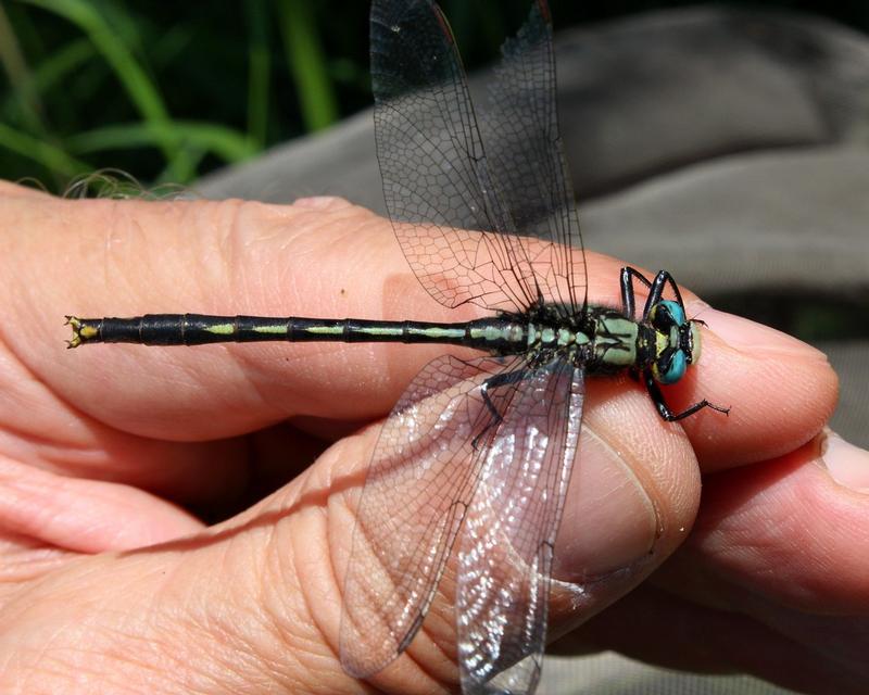 Photo of Lilypad Clubtail
