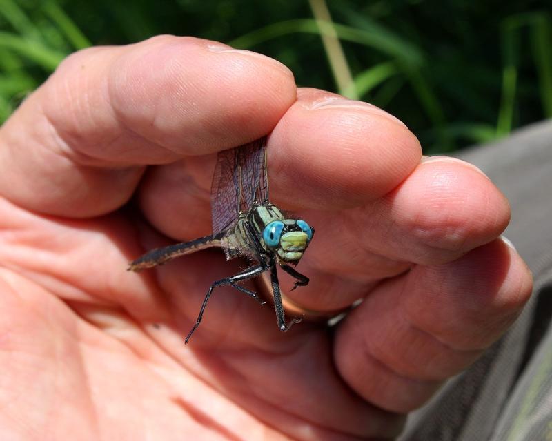 Photo of Lilypad Clubtail