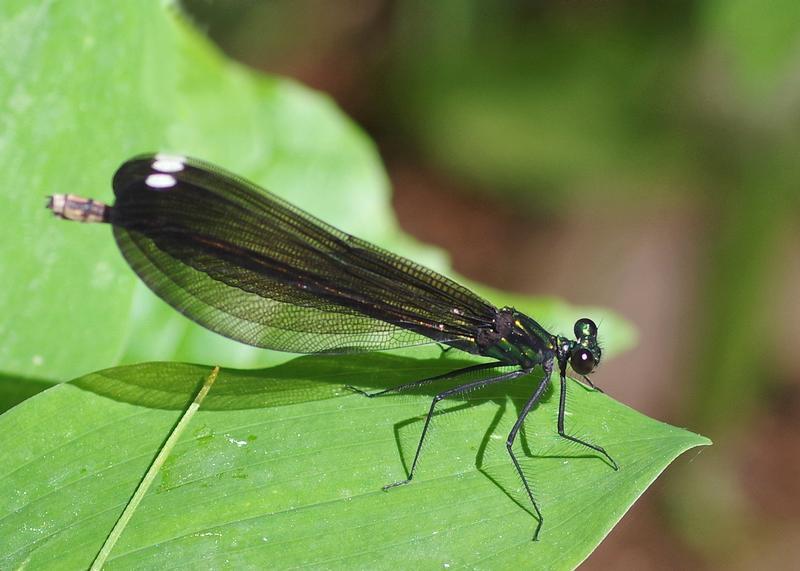 Photo of Ebony Jewelwing