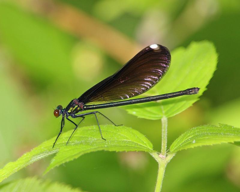 Photo of Ebony Jewelwing