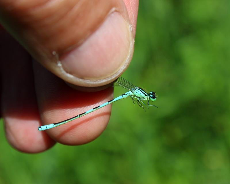 Photo of Taiga Bluet