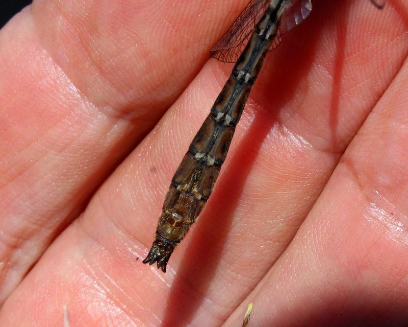 Photo of American Emerald