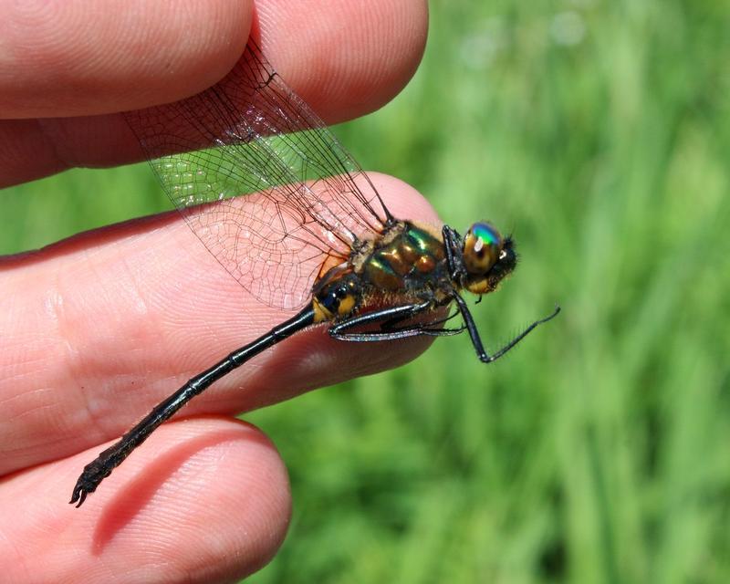 Photo of Racket-tailed Emerald