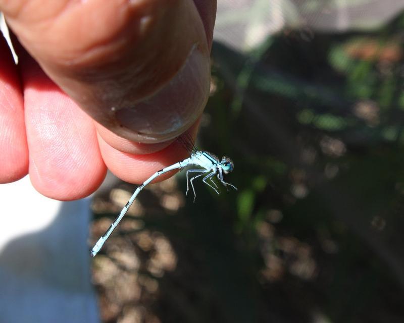 Photo of Marsh Bluet