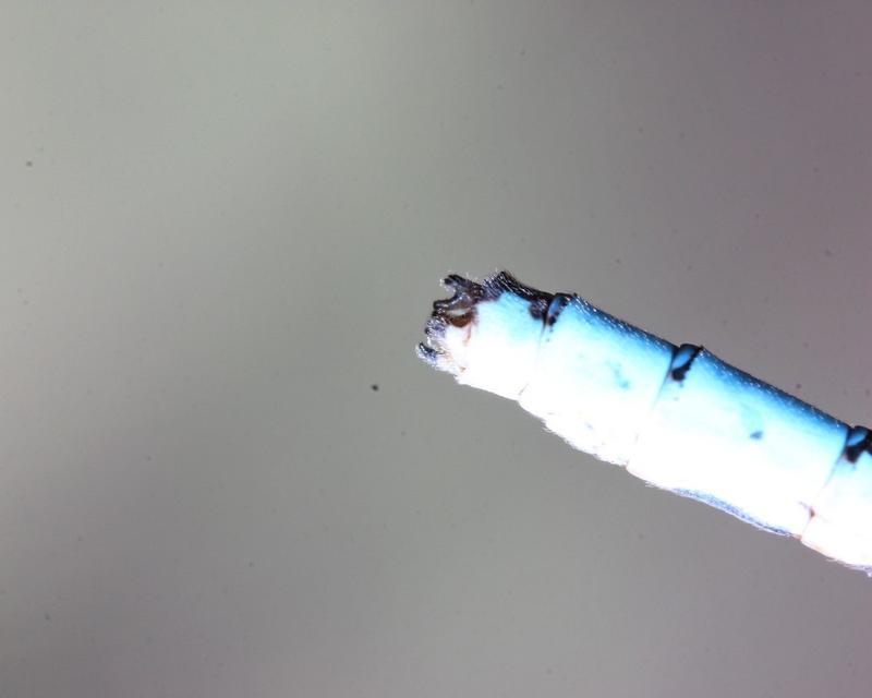 Photo of Marsh Bluet