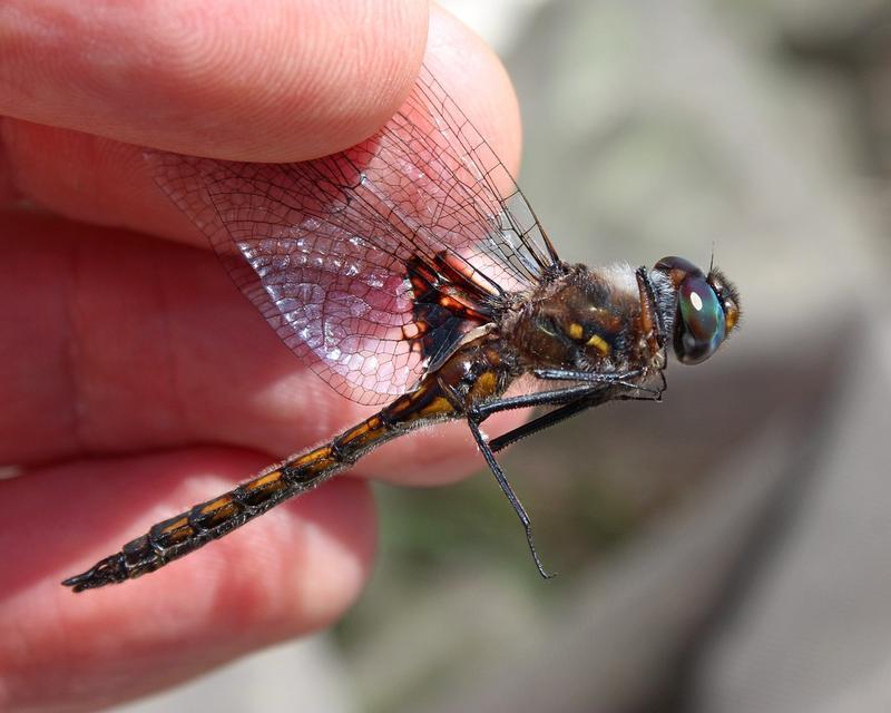 Photo of Common Baskettail