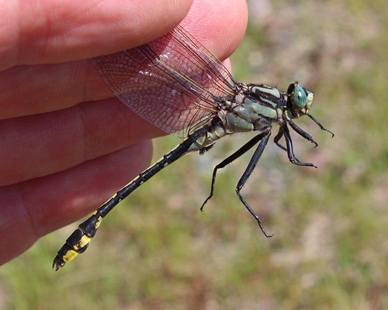 Photo of Midland Clubtail