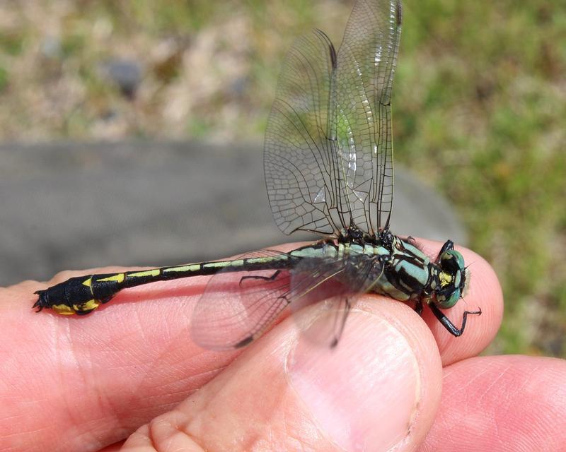 Photo of Midland Clubtail