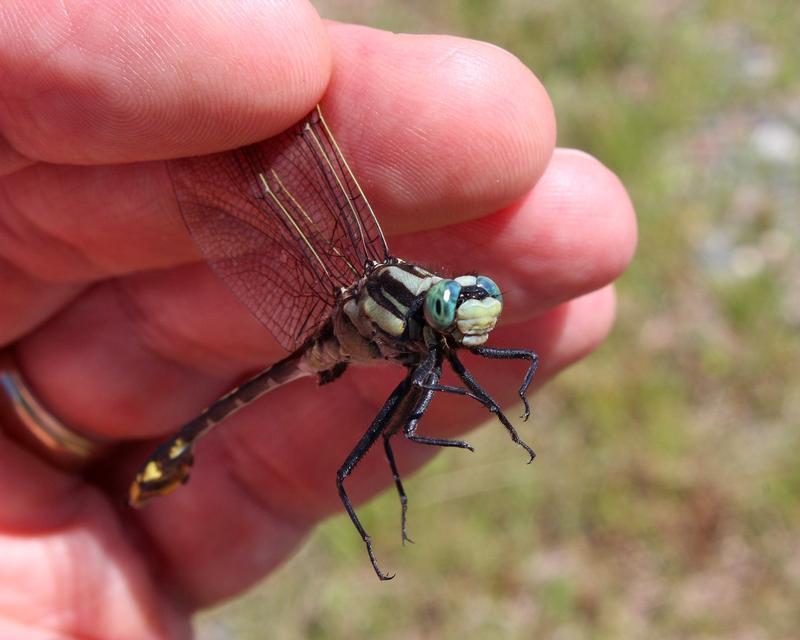 Photo of Midland Clubtail