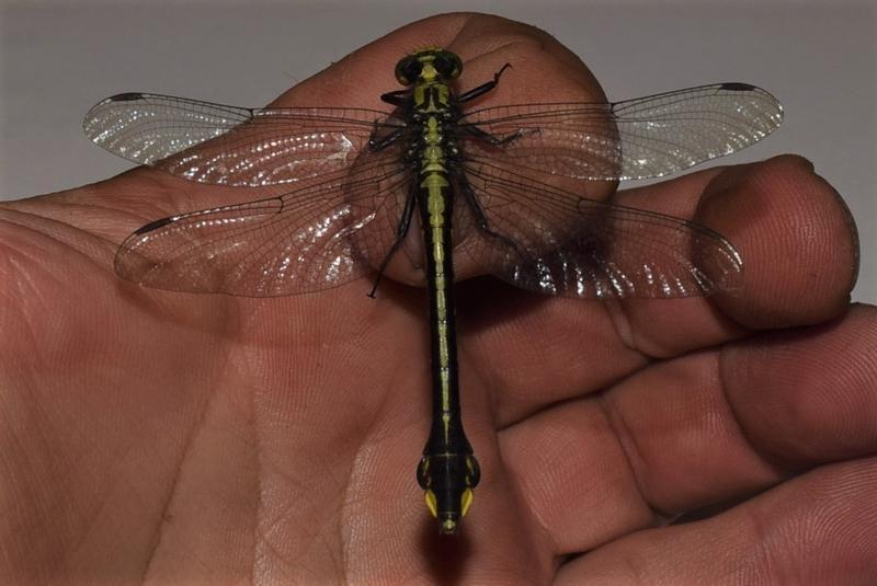 Photo of Skillet Clubtail