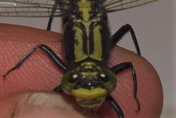 Photo of Skillet Clubtail