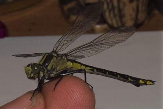 Photo of Skillet Clubtail