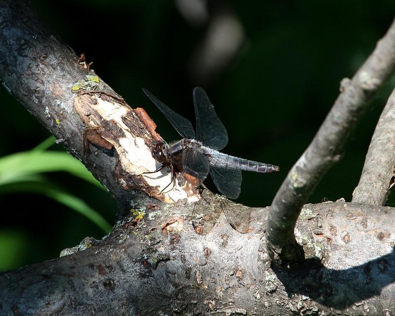 Photo of Chalk-fronted Corporal