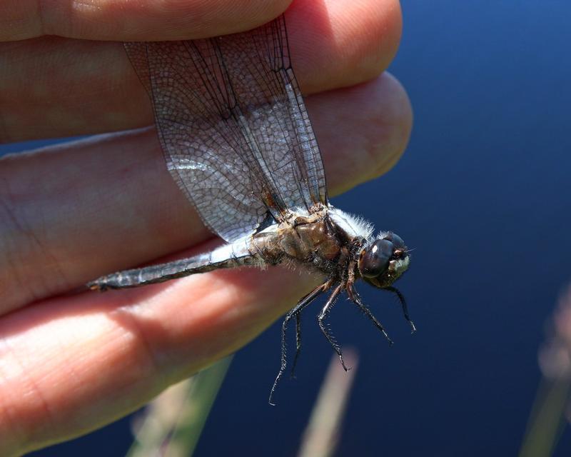 Photo of Chalk-fronted Corporal