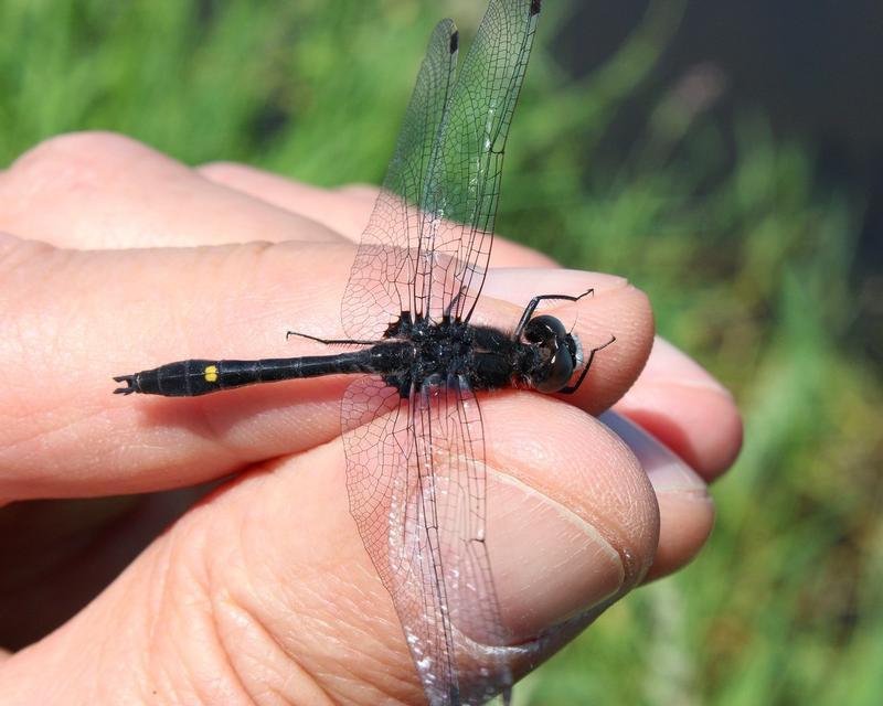 Photo of Dot-tailed Whiteface