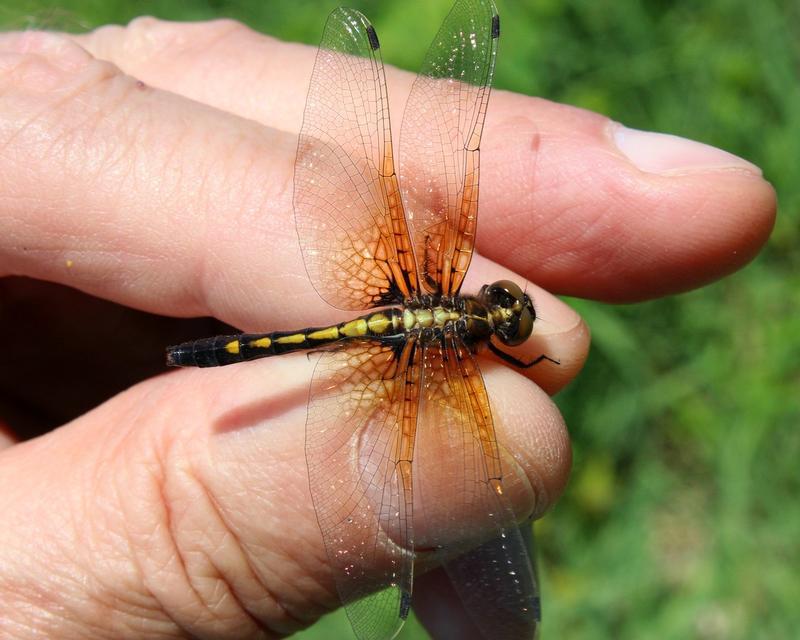 Photo of Dot-tailed Whiteface
