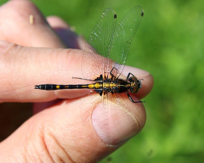 Photo of Dot-tailed Whiteface