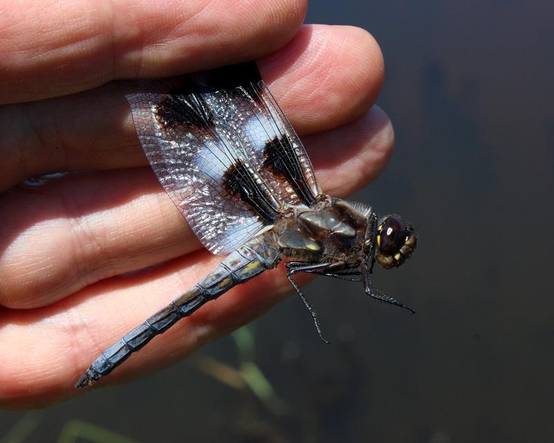 Photo of Twelve-spotted Skimmer