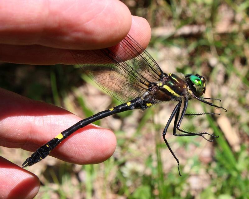 Photo of Swift River Cruiser (Illinois River Cruiser ssp.)