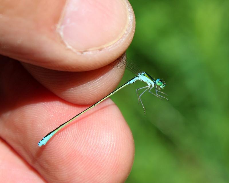 Photo of Sedge Sprite