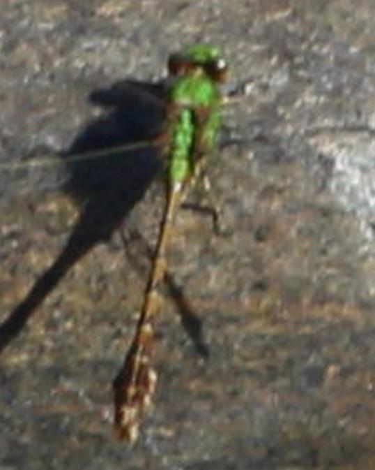 Photo of Rusty Snaketail