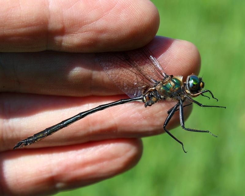 Photo of Delicate Emerald