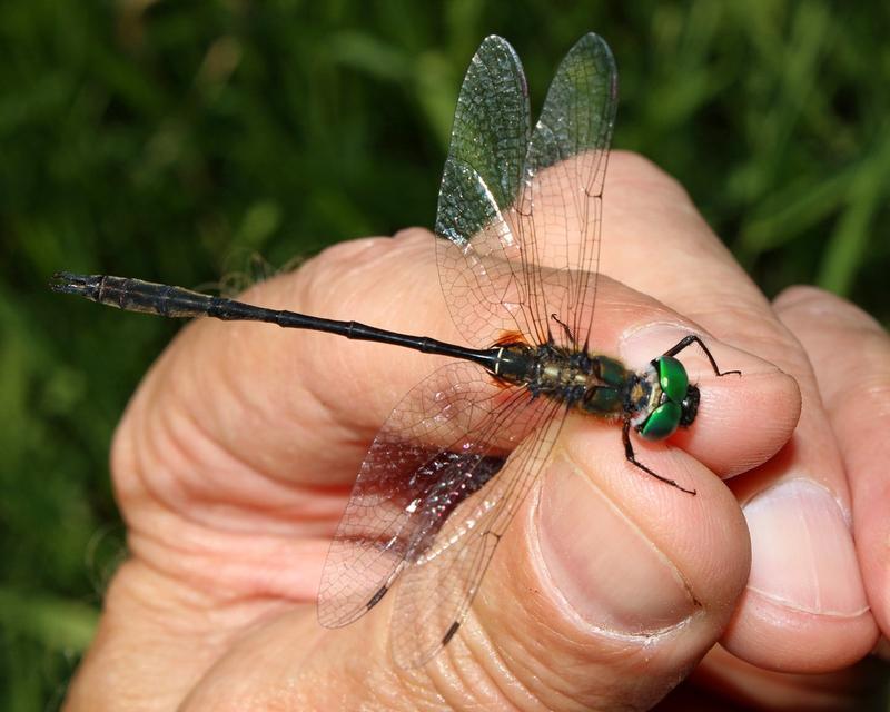 Photo of Delicate Emerald