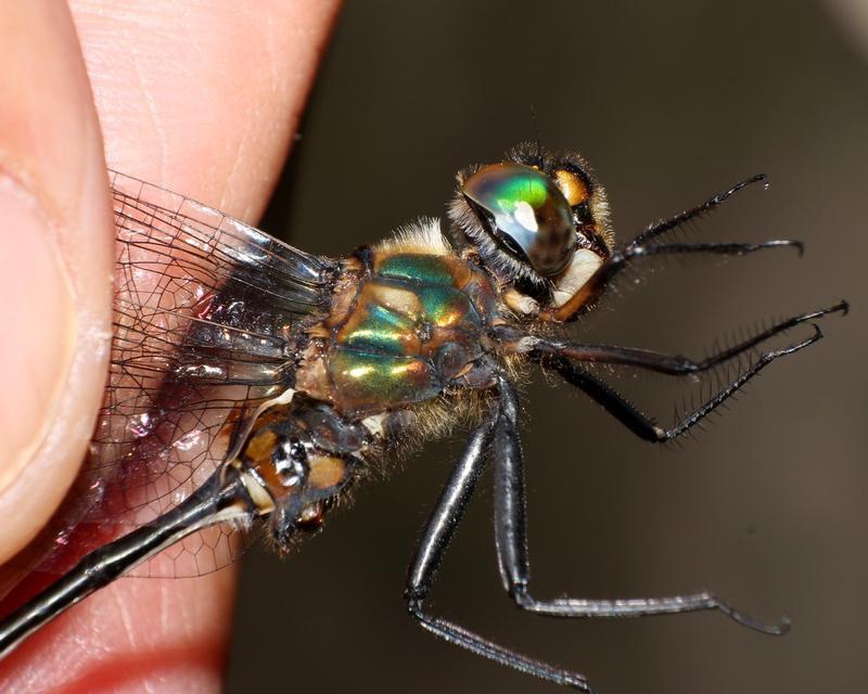 Photo of Delicate Emerald