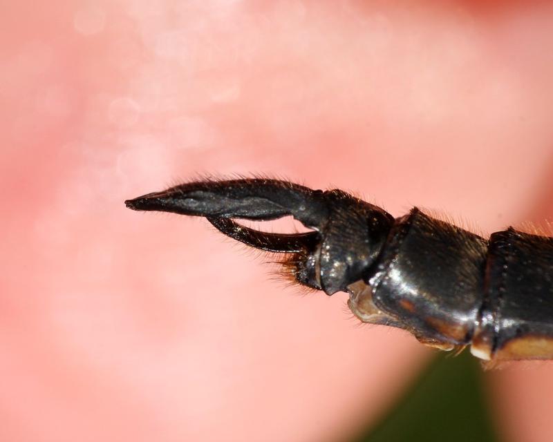 Photo of Delicate Emerald