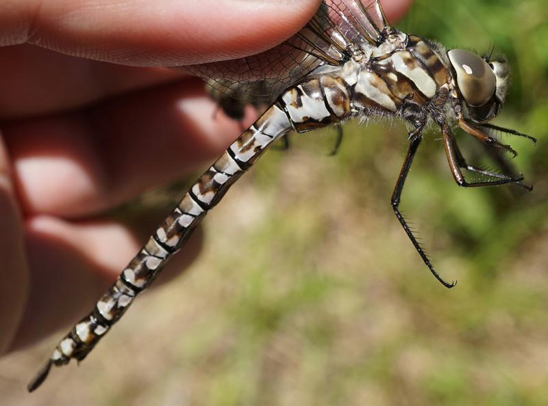 Photo of Canada Darner