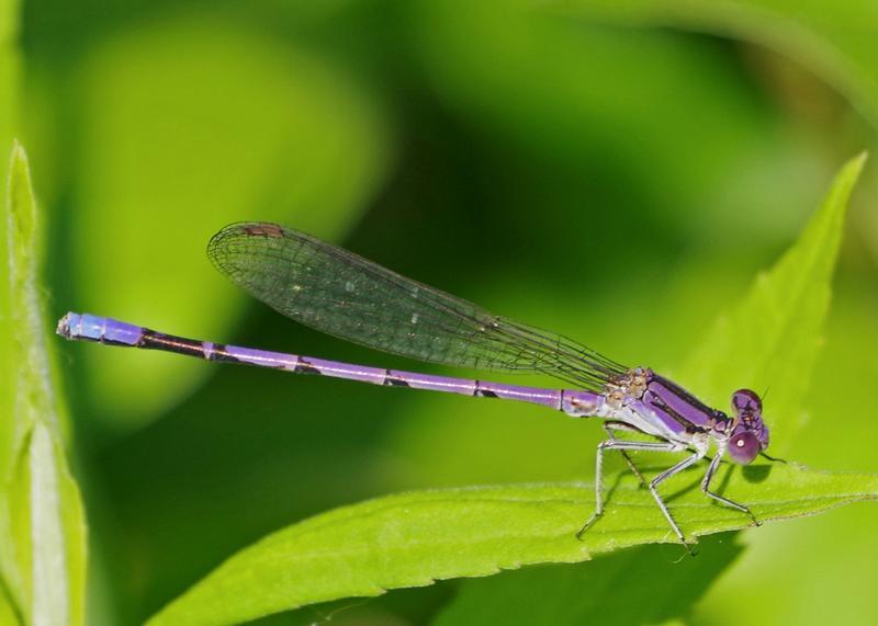Photo of Variable Dancer (Violet Dancer ssp.)