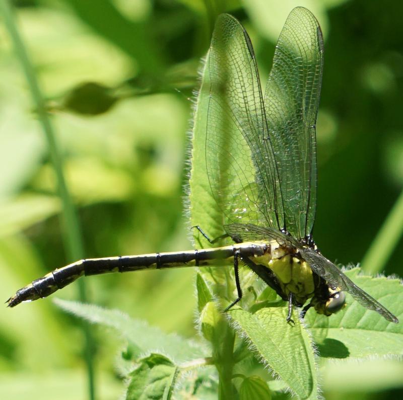 Photo of Black-shouldered Spinyleg