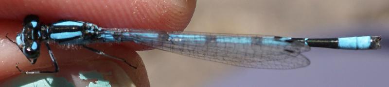 Photo of Marsh Bluet