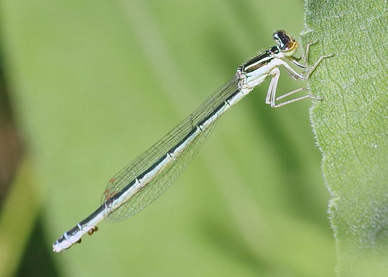 Photo of Rainbow Bluet