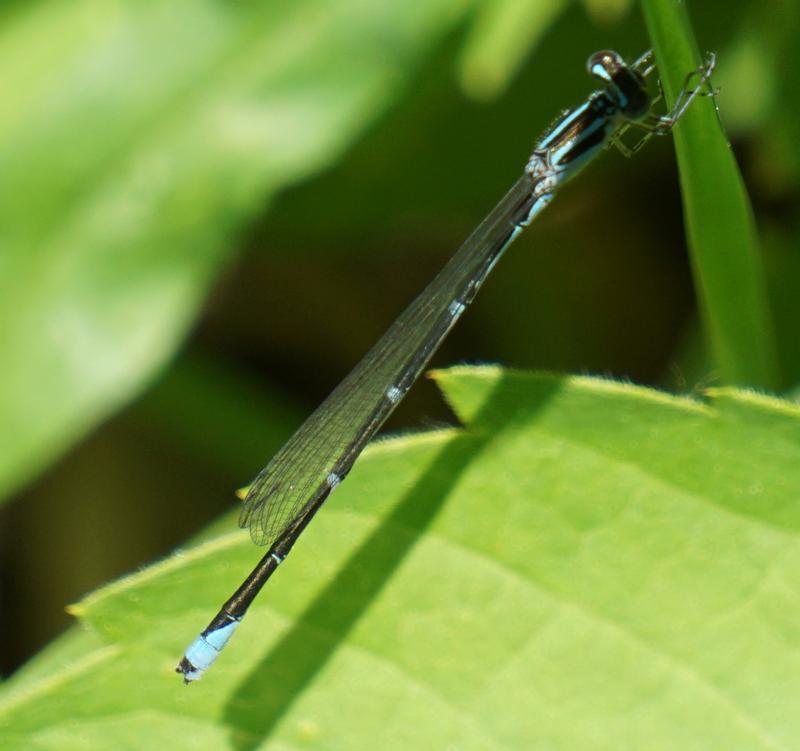 Photo of Stream Bluet