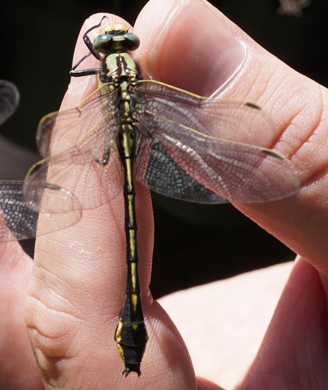 Photo of Midland Clubtail