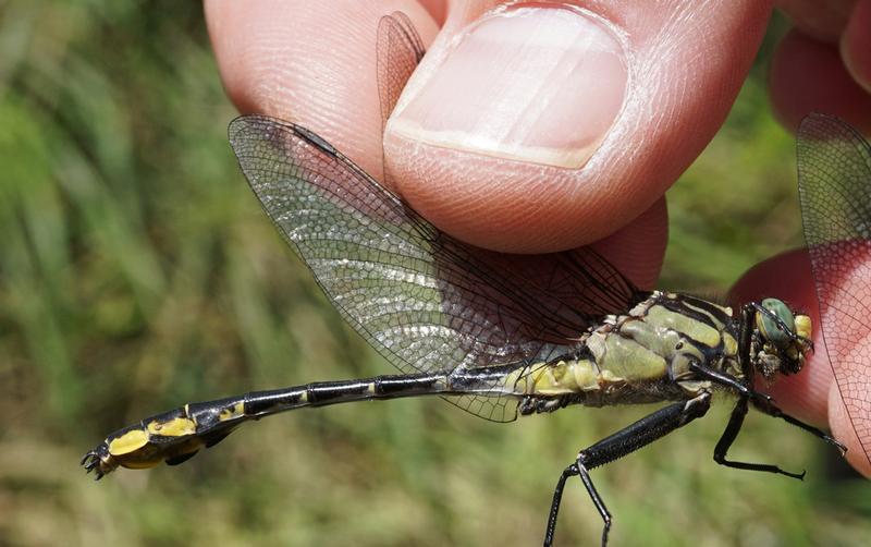 Photo of Midland Clubtail