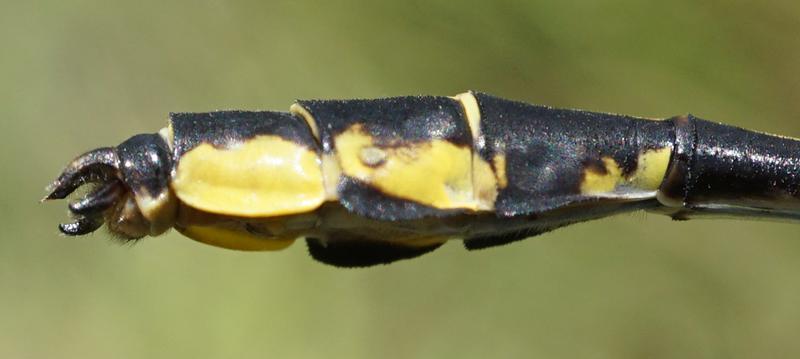 Photo of Midland Clubtail